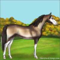 Horse Color:Liver Red Onyx Sabino 