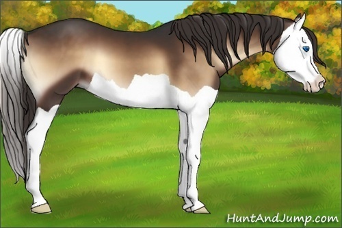 Horse Color:Liver Red Onyx Splash 