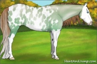 Horse Color:Chocolate Sable Cream Champagne Pearl Dun Splash Appaloosa Rabicano 