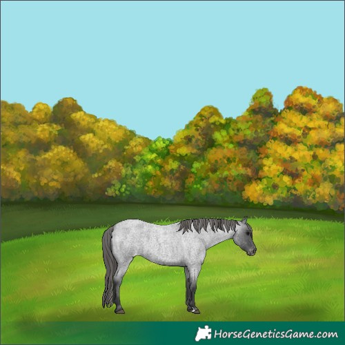 Horse Color:Blue Roan Appaloosa 