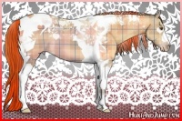 Horse Color:Plaid  Classic Champagne Dun Tobiano 