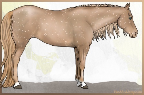 Horse Color:Liver Chestnut Pearl Snowflake Varnish