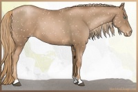 Horse Color:Liver Chestnut Pearl Snowflake Varnish