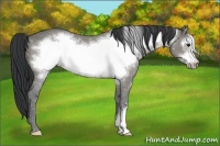 Horse Color:Grullo Frame