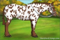 Horse Color:Chestnut Near Leopard 