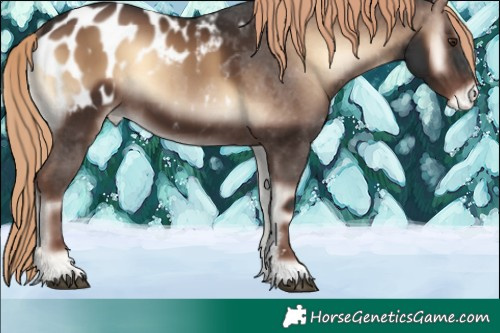 Horse Color:Liver Red Onyx Sabino Blanket