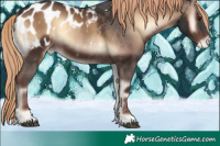 Horse Color:Liver Red Onyx Sabino Appaloosa 