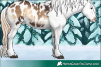 Horse Color:Liver Red Onyx Sabino Appaloosa 