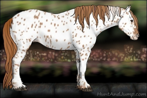 Horse Color:Unknown 