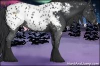 Horse Color:Black Sabino Appaloosa