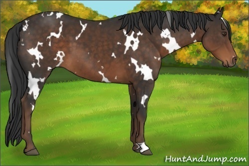 Horse Color:White Spotted Liver Chestnut 