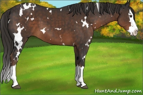 Horse Color:White Spotted Liver Chestnut Splash 