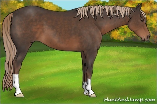 Horse Color:Liver Chestnut 