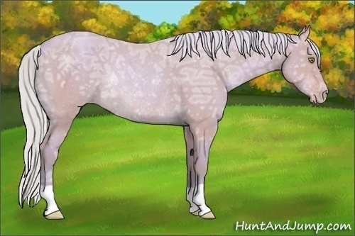 Horse Color:Watercolor Silver Sable Champagne Ice Rabicano 
