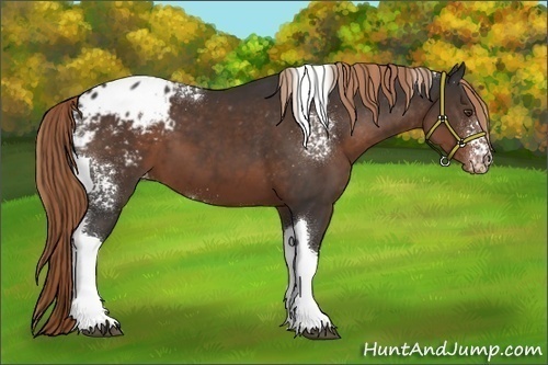 Horse Color:White Spotted Liver Chestnut Tobiano Appaloosa 