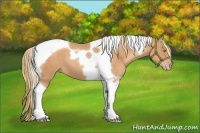 Horse Color:Gold Champagne Tobiano 