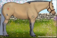 Horse Color:Watercolor Bay Dun 