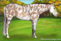 Horse Color:Sable Champagne Appaloosa and Sable Champagne Splash Appaloosa