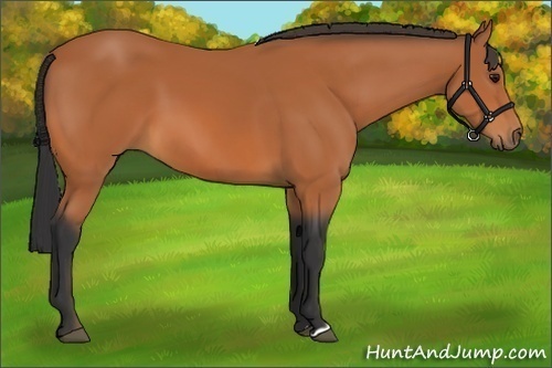 Horse Color:Bay 