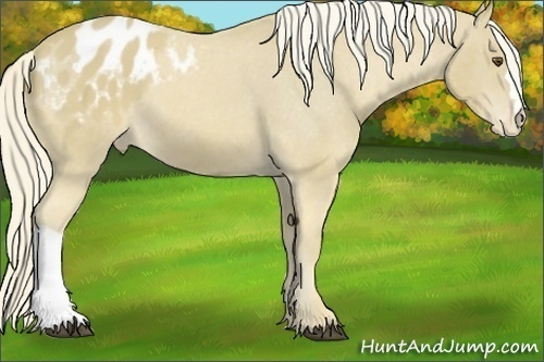 Horse Color:Palomino Appaloosa