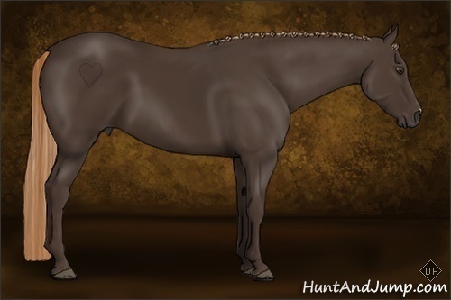 Horse Color:Liver Chestnut 