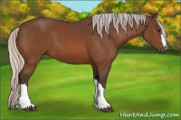 Horse Color:Silver Bay 