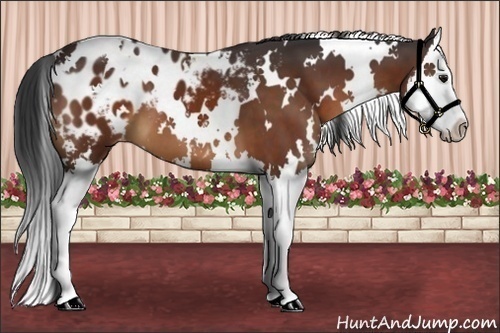 Horse Color:White Spotted Brown Splash Appaloosa 