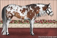Horse Color:White Spotted Brown Splash Appaloosa 