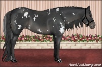 Horse Color:White Spotted Black Appaloosa