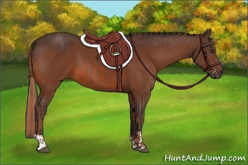 Horse Color:Chestnut  and Bay 