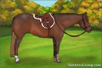 Horse Color:Chestnut  and Bay 
