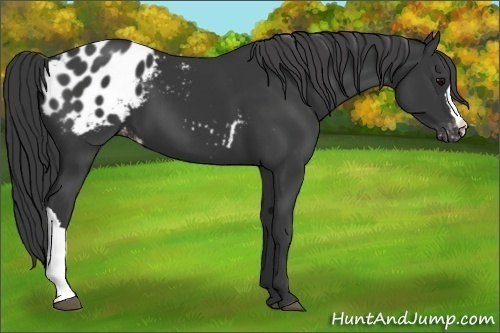 Horse Color:Black Appaloosa