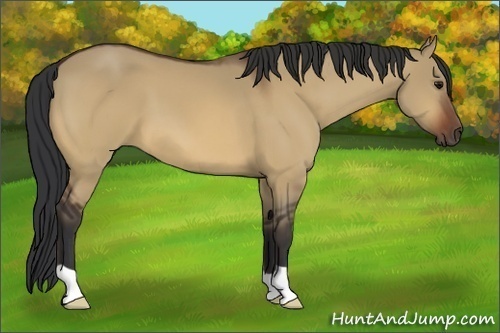 Horse Color:Brown Dun 