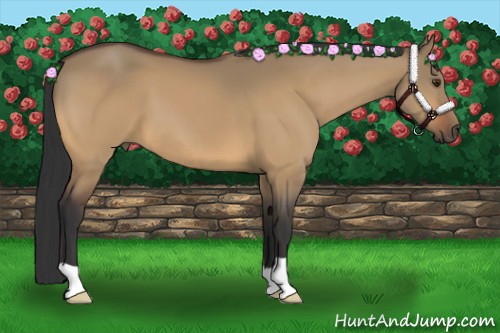 Horse Color:Buckskin Dun 
