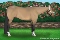 Horse Color:Buckskin Dun