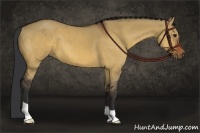 Horse Color:Brown Dun 