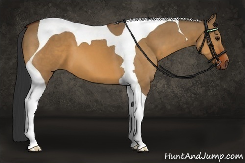 Horse Color:Bay Dun Tobiano 