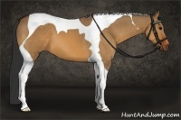 Horse Color:Bay Dun Tobiano