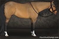 Horse Color:Brown Dun 