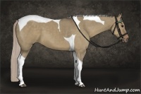 Horse Color:Silver Grullo Tobiano 