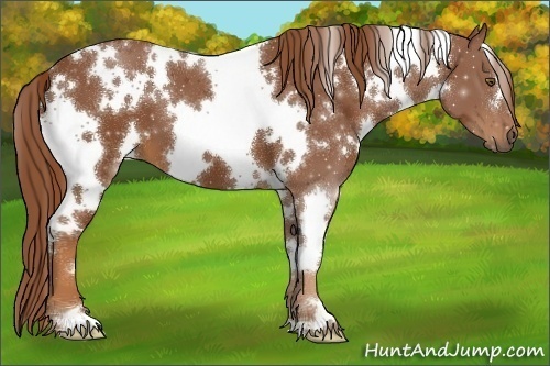 Horse Color:White Spotted Chestnut 