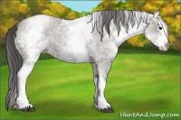 Horse Color:White Spotted Grullo Ice Roan Splash Appaloosa 