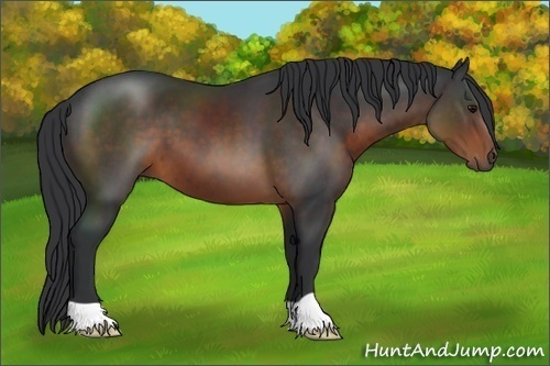 Horse Color:Brown 