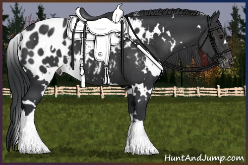 Horse Color:White Spotted Black Appaloosa 