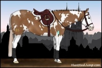Horse Color:White Spotted Chestnut Splash