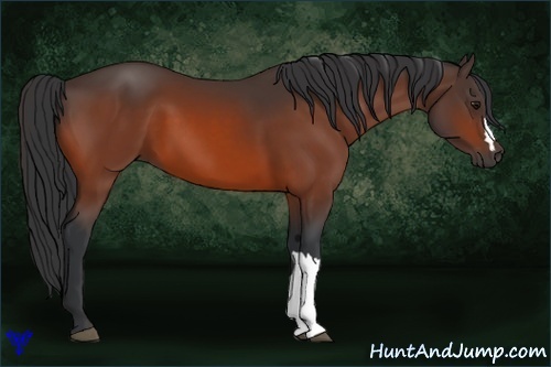 Horse Color:Bay 