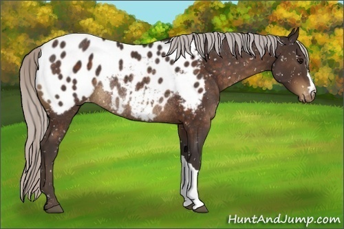Horse Color:Silver Brown Appaloosa Rabicano