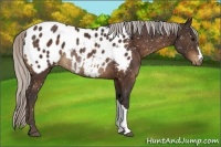 Horse Color:Silver Brown Appaloosa Rabicano 