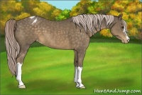Horse Color:Chocolate Palomino Blanket
