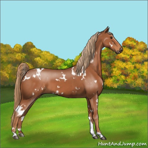 Horse Color:White Spotted Chestnut 